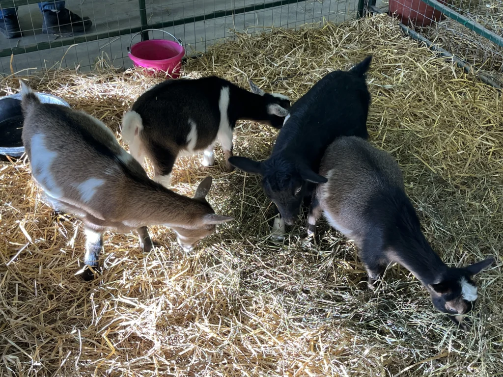 Livestock Shows at Orillia Fall Fair 2